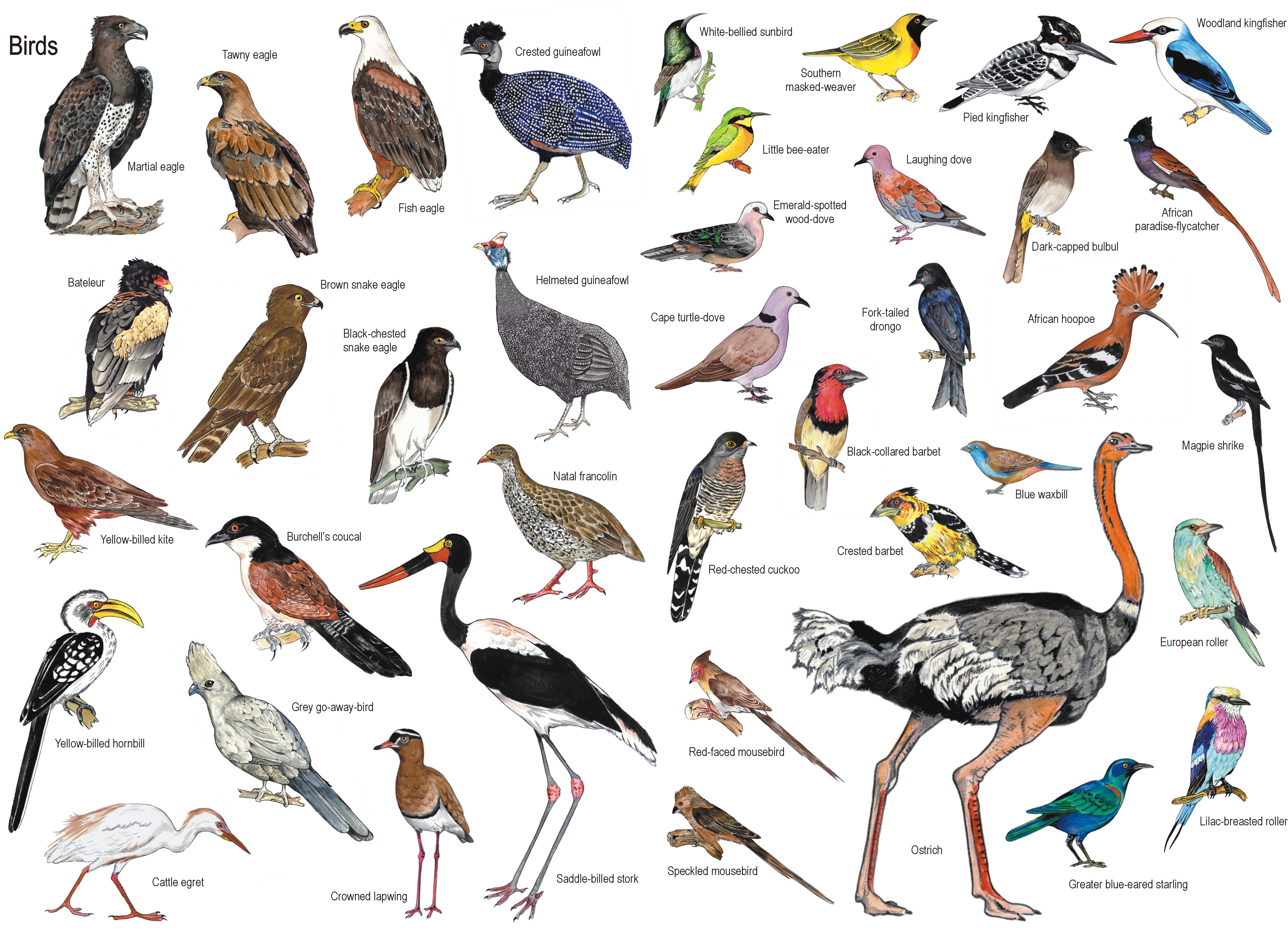 Какие птицы растительные. Видовые названия птиц. Разновидности диких птиц. Дикие птицы названия. Rвилы птиц.